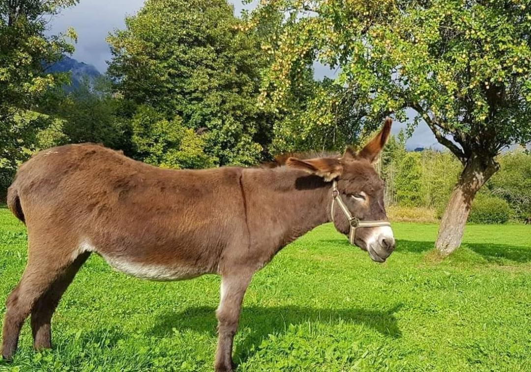 Biobauernhof Brandlhof Apartamento Ramsau am Dachstein Exterior foto
